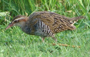 Banded Rail