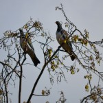 Kereru in kowhai