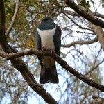 Pigeon resting