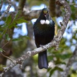 Tui singing after feeding