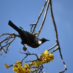 Tui in kowhai