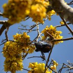 Tui feeding