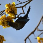 Tui feeding
