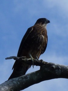 Falcon / K?rearea (Falco novaeseelandiae)